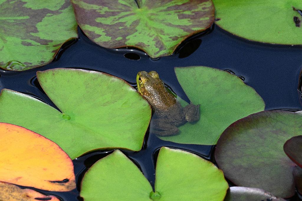 2025-07119521 Tower Hill Botanic Garden, MA.JPG - Green Frog. New England Botanic Garden at Tower Hill, MA, 7-11-2025